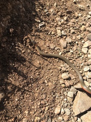 Diadophis punctatus vandenburgii