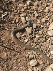 Diadophis punctatus vandenburgii