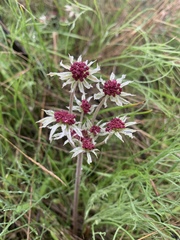 Lomatium hooveri