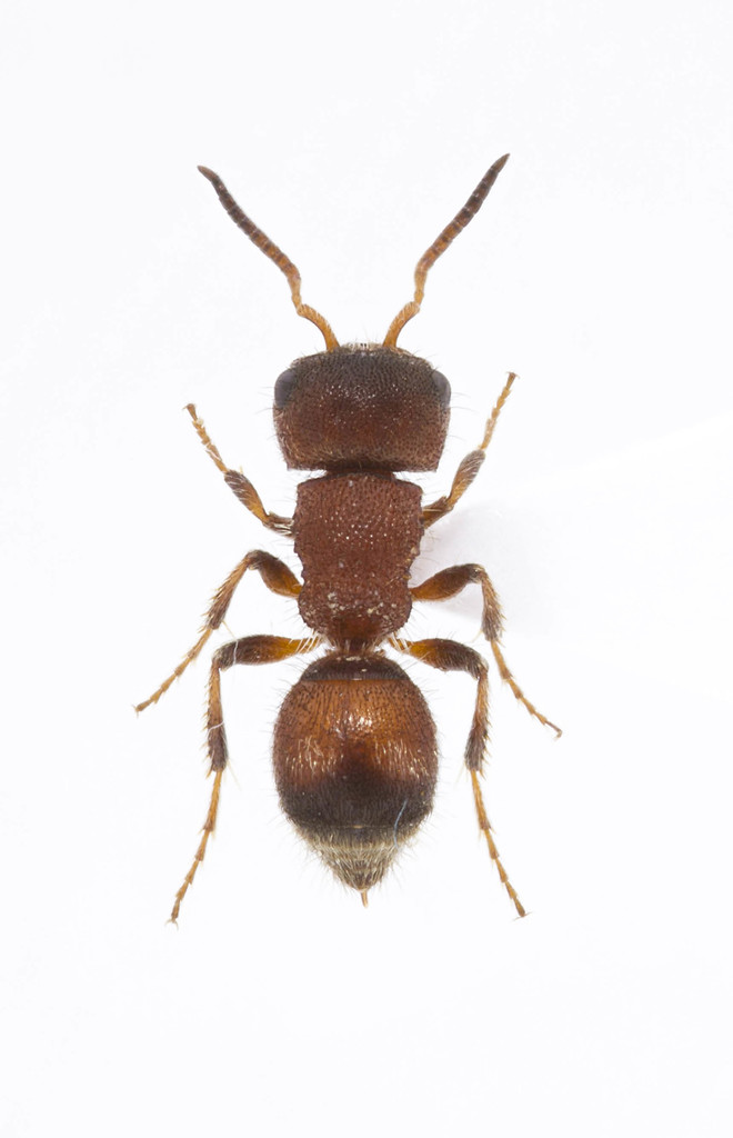Pseudomethocini