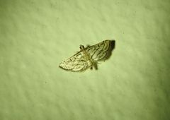 Cnaphalocrocis loxodesma