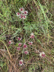 Lomatium hooveri
