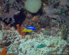 Pomacentrus auriventris