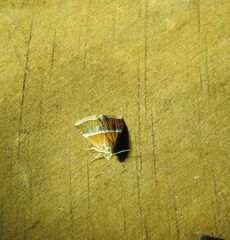 Eublemma lozostropha