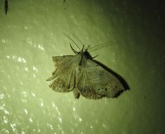 Hyperlopha cristifera