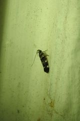 Macrobathra diplochrysa