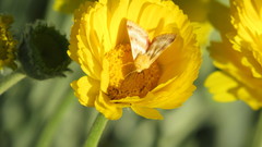 Schinia miniana