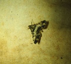 Nacoleia amphicedalis