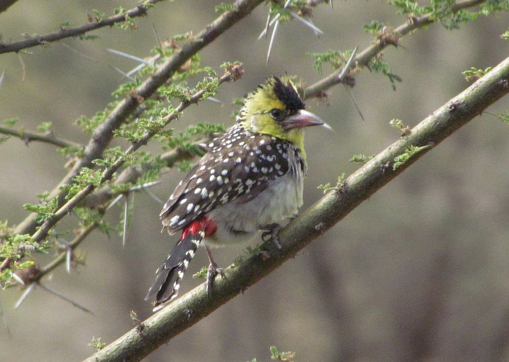 Yellow-Breasted Barbet
