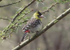 Trachyphonus margaritatus