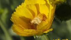 Schinia miniana