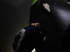 Ophiorrhabda phaeosigma