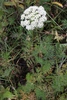 Snow Parsley - Photo (c) Mihail Knjasev, some rights reserved (CC BY-NC), uploaded by Mihail Knjasev