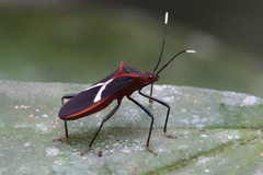 Leptoscelis tricolor