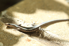 Cryptoblepharus pulcher pulcher