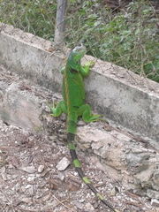 Iguana iguana