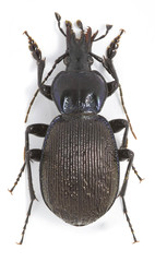 Sphaeroderus stenostomus lecontei