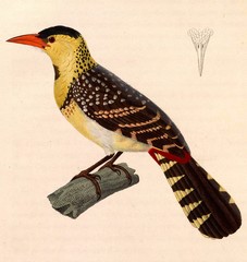 Yellow-Breasted Barbet photo 3