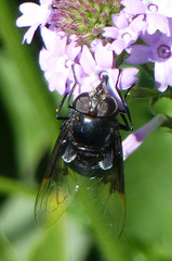 Copestylum violaceum