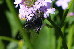 Copestylum violaceum