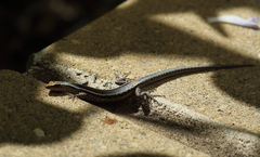 Cryptoblepharus pulcher pulcher