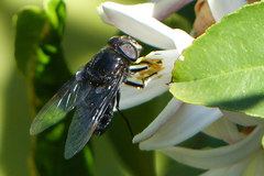 Copestylum violaceum