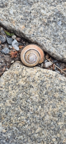 Cepaea nemoralis