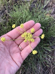 Lomatium triternatum