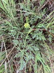 Lomatium dissectum