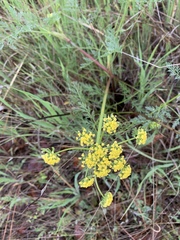 Lomatium dissectum
