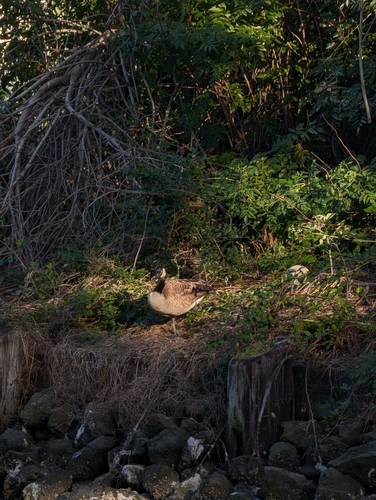 Canada Goose