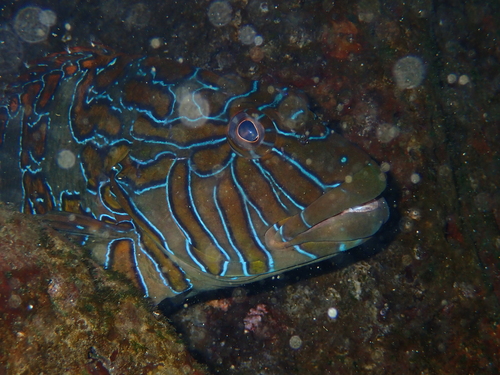 Cirrhitus rivulatus