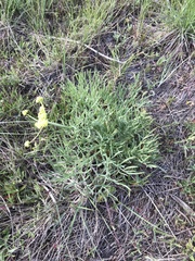 Lomatium triternatum