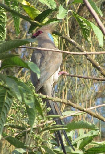 Blue-naped Mousebird
