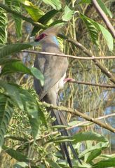 Urocolius macrourus