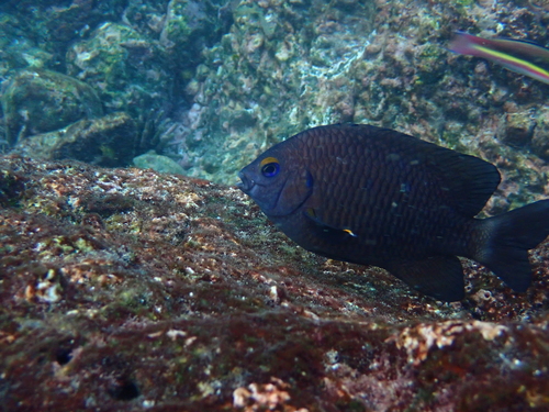 Stegastes beebei