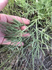 Lomatium triternatum