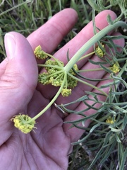Lomatium triternatum