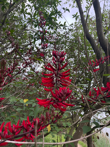 Erythrina bidwillii observed 2026-05-10