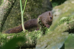 Microsciurus