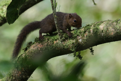 Microsciurus