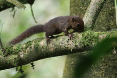 Microsciurus