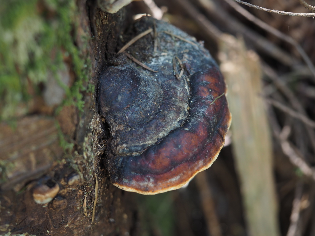 Fomitopsis mounceae · April 2026 · photo: © juliakcarr (iNaturalist, cc0)