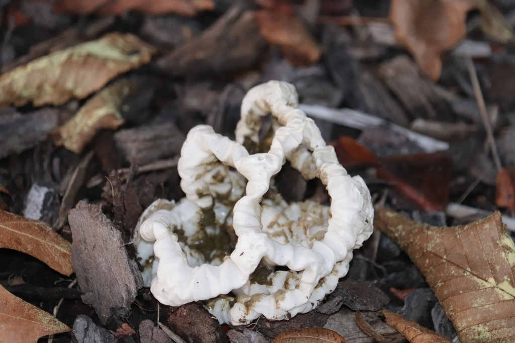 Ileodictyon cibarium · April 2026 · photo: © sam-rajnikant (iNaturalist, cc-by)