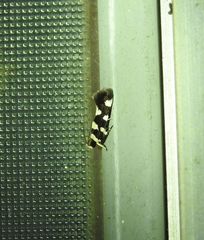 Macrobathra arrectella