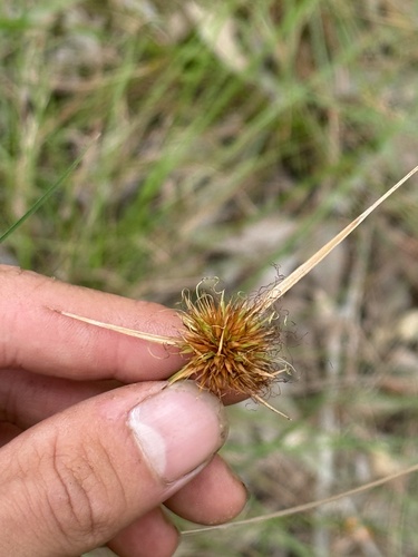 Rhynchospora rubra observed 2026-05-10