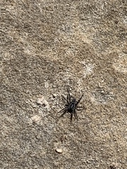 Nyssus