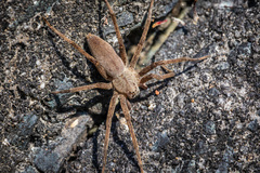 Dolomedes sulfureus