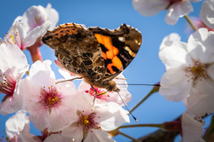 Vanessa indica indica