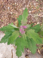 Chenopodium formosanum
